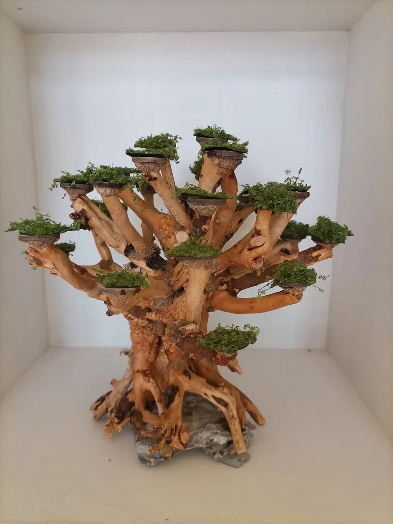 025莫斯树骨架/鱼缸造景种大树苔藓水草/沉木杜鹃根泰国枝