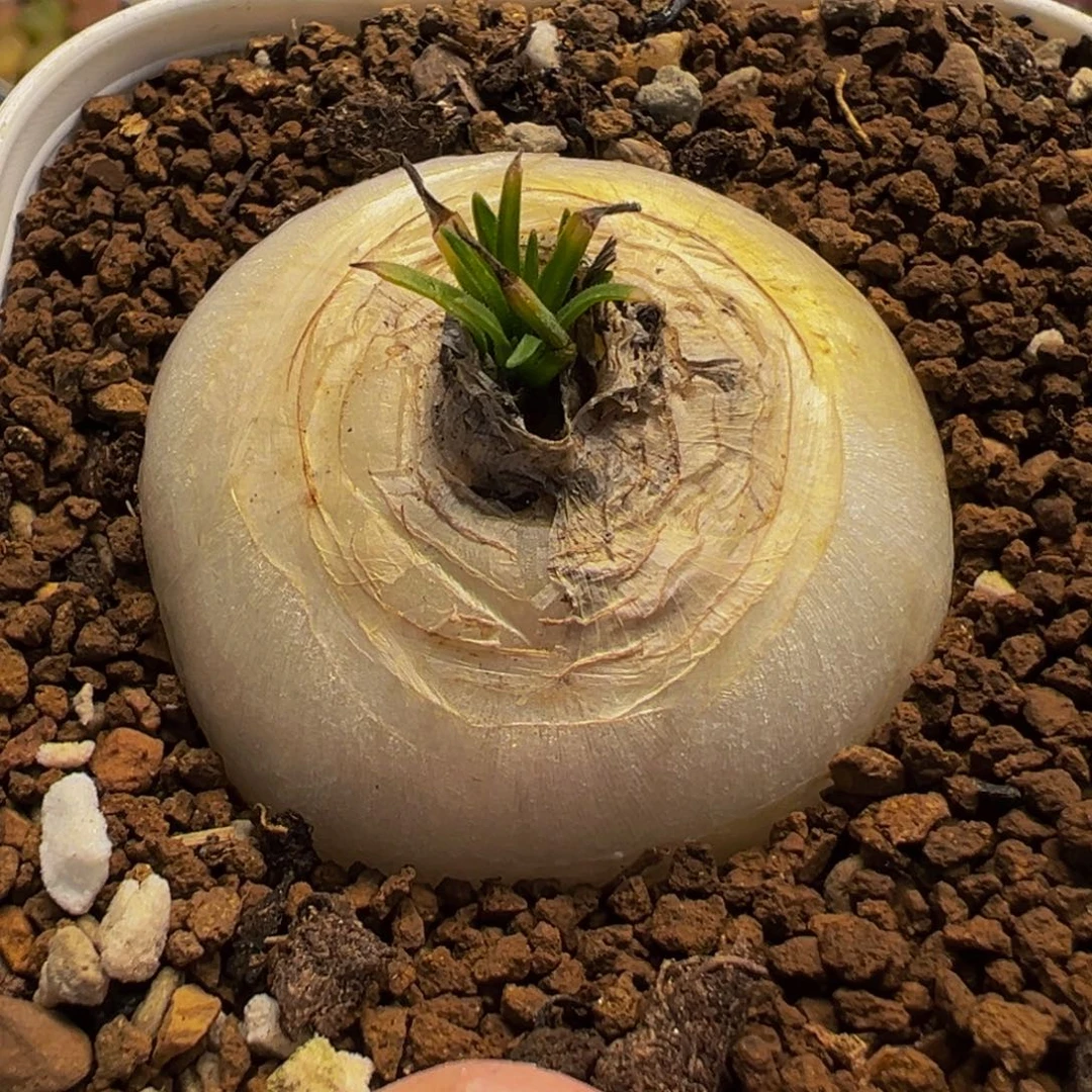 l***a752多肉植物种类多样