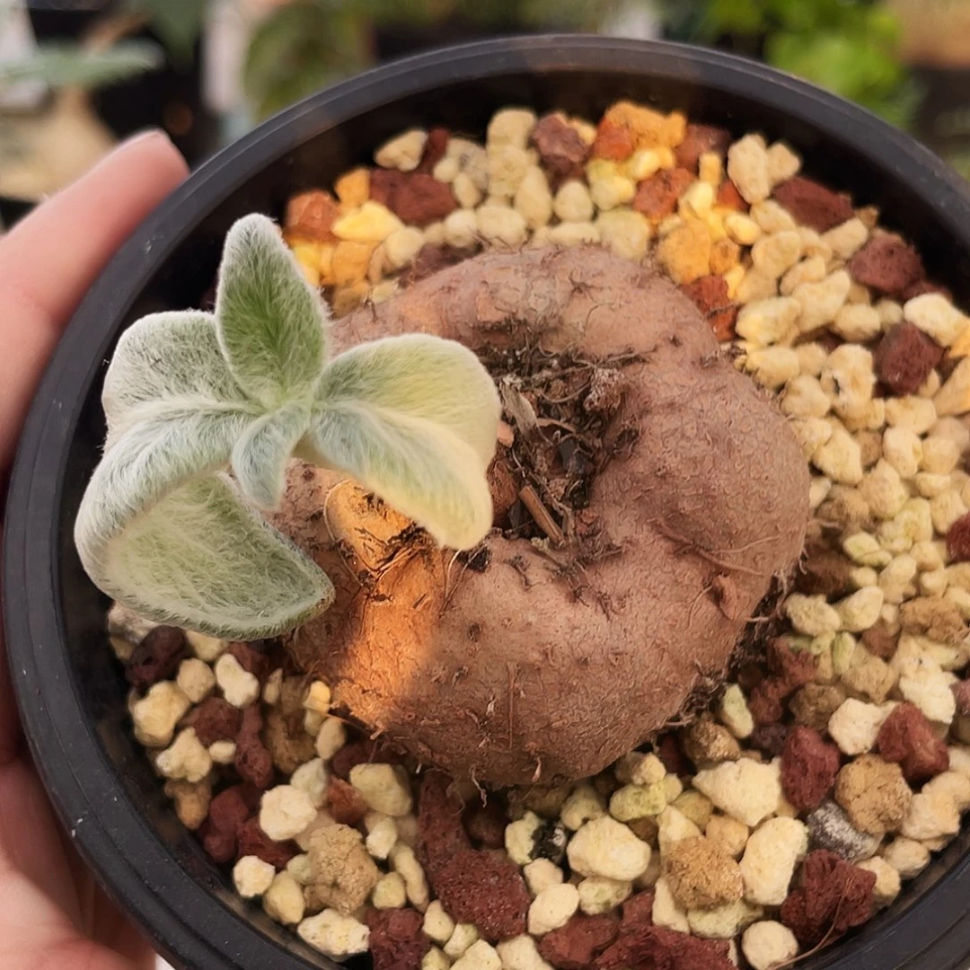 断崖女王666666666666