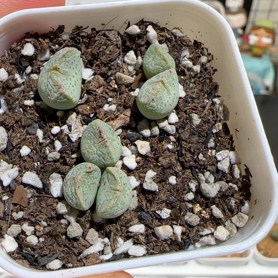 肉锥多肉植物组合-紫式部一盆1057