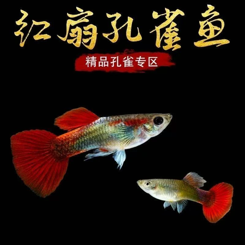 巴西红扇孔雀鱼大红扇孕母待孕发货到家直接生小鱼