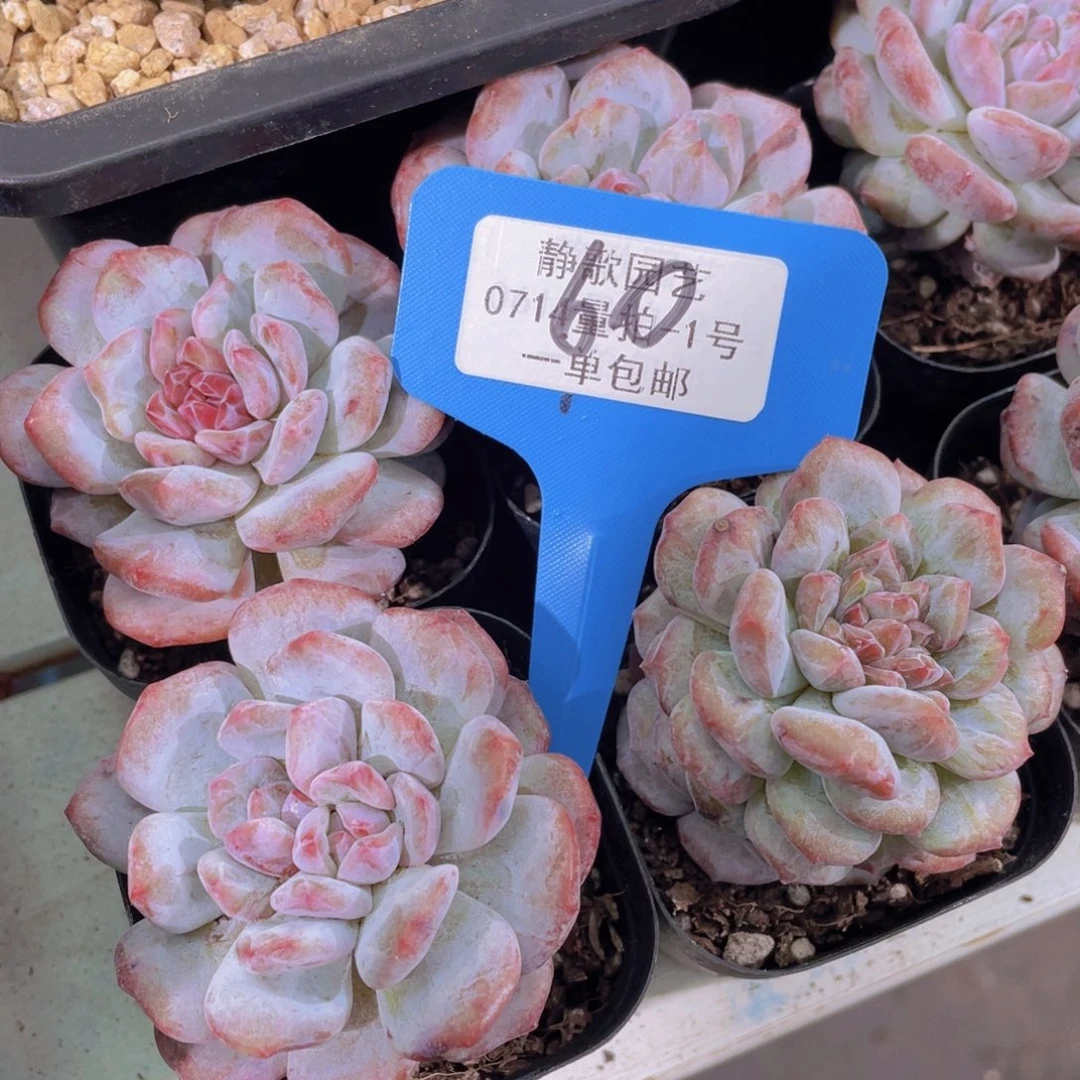 0716-60-糖心星星橙石化拉丝锦福利一颗