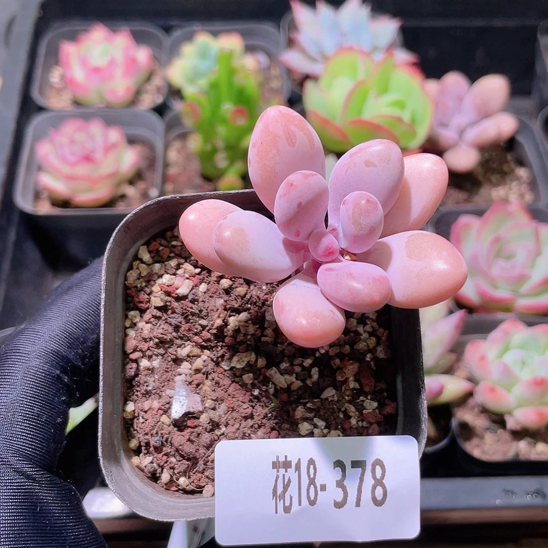 花利美18-378桃蛋