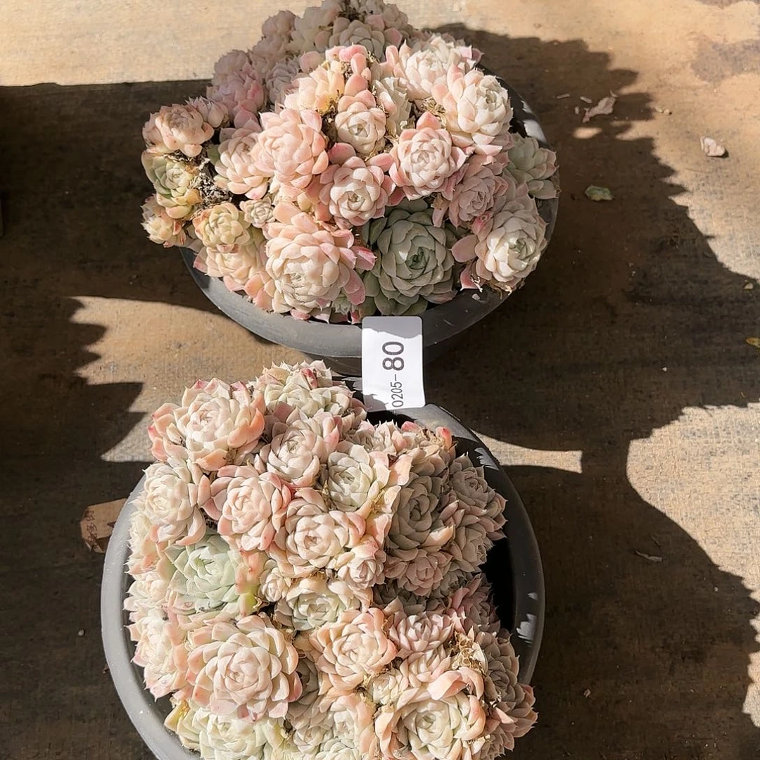 汐****）同温层多肉白月影两颗80