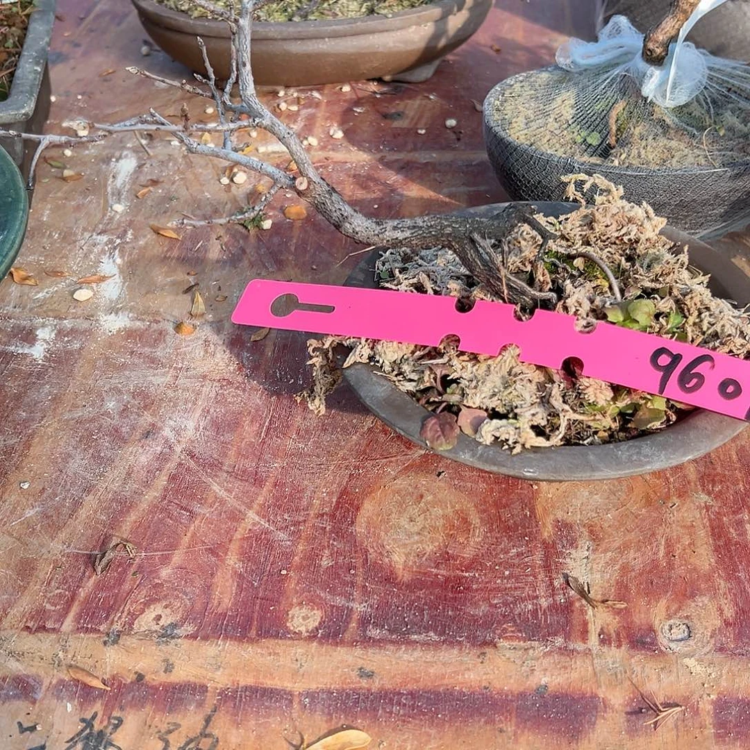 晚***秋无花朵盆景老鸭9606