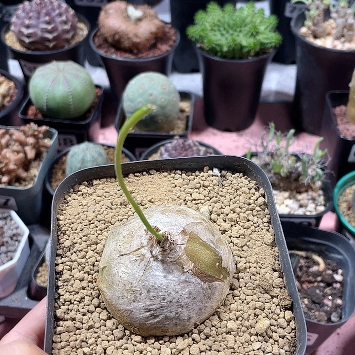 046大型仓角殿块根