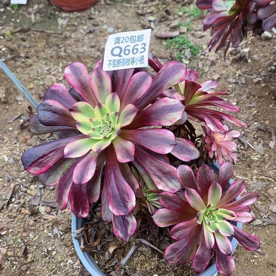 663美姬多肉不周正