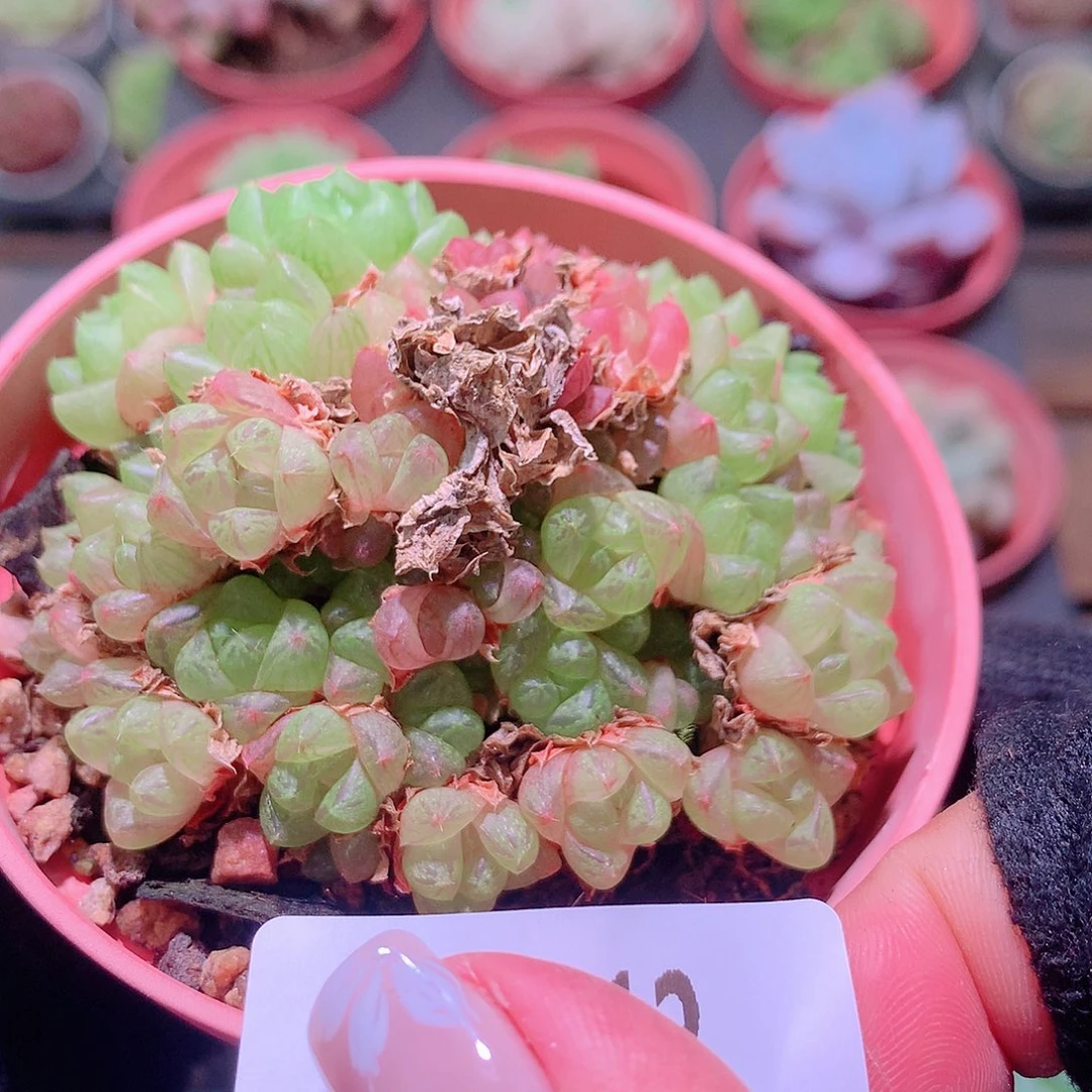 乐然29-12 草玉露