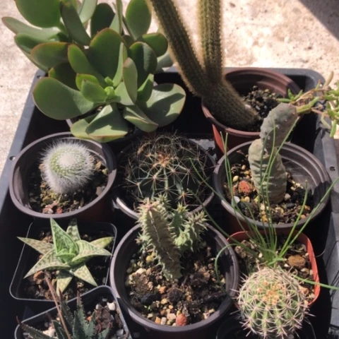 福利10颗多肉植物盆栽