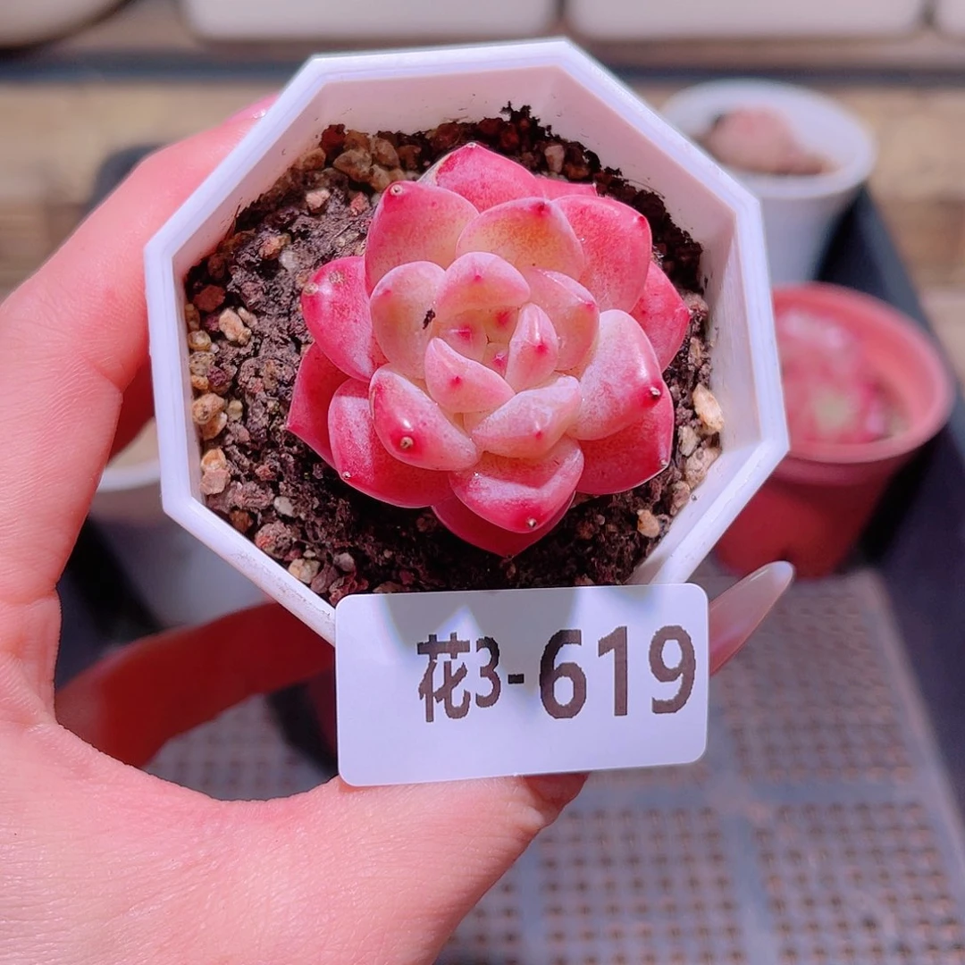 花利美3-619精选糖心