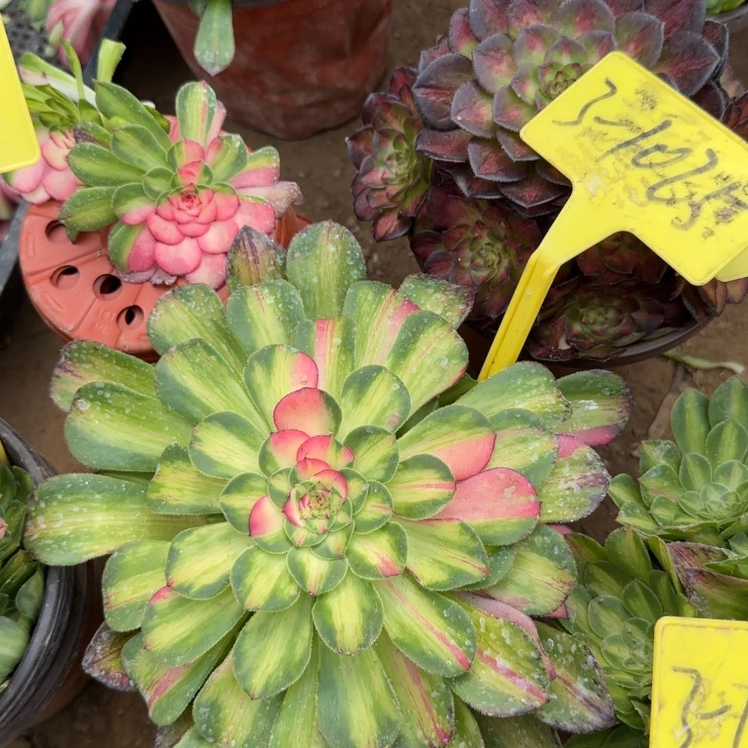 3-1025---多头多肉植物