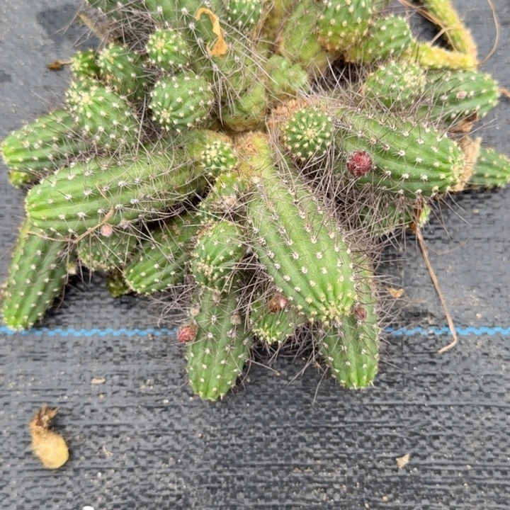 白檀仙人掌群生一群84
