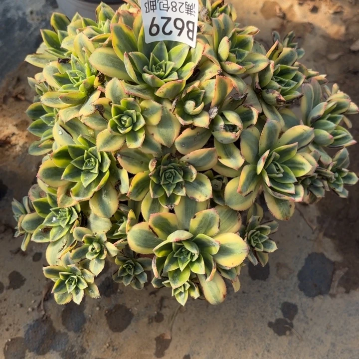 星爆多肉处理不包断头