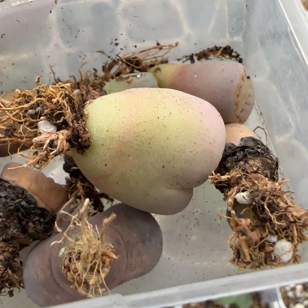 大****?2。14。7007。t p。饼干。 小。