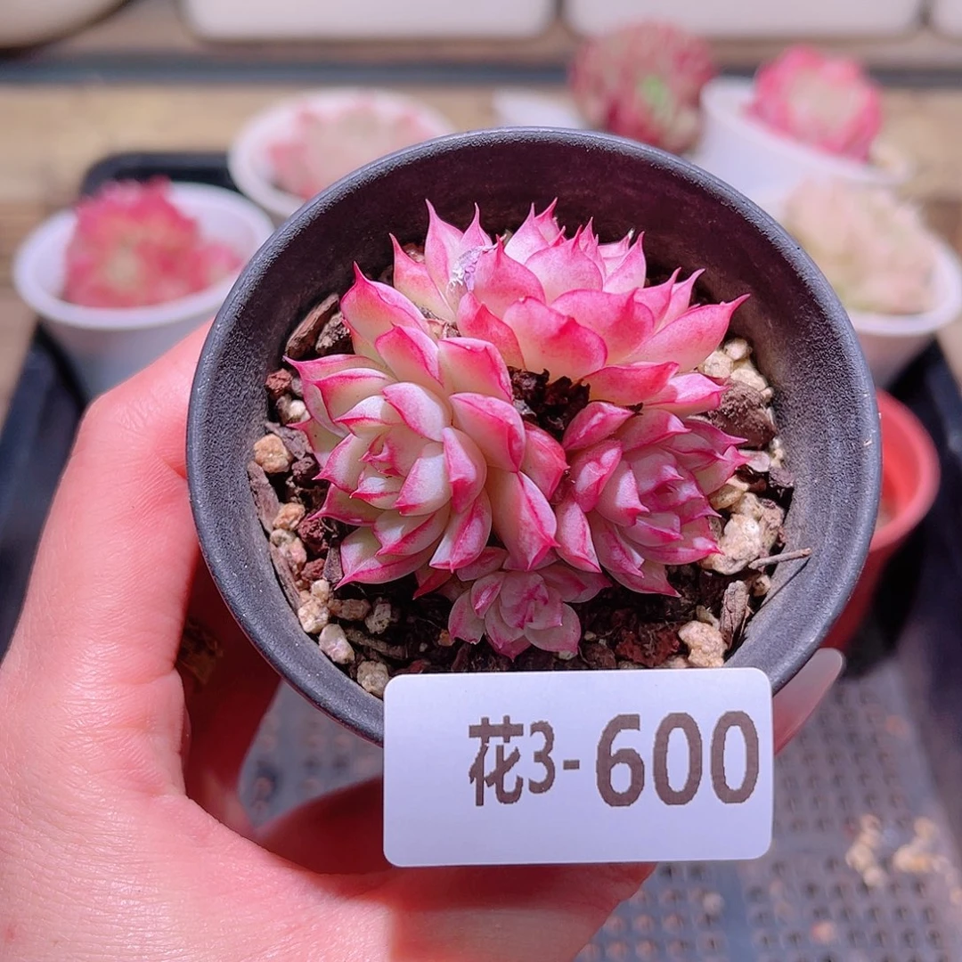 花利美3-600女王
