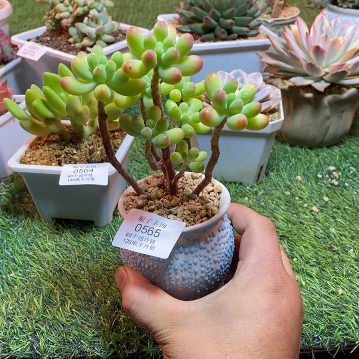 0565啊啊啊啊啊啊啊啊啊