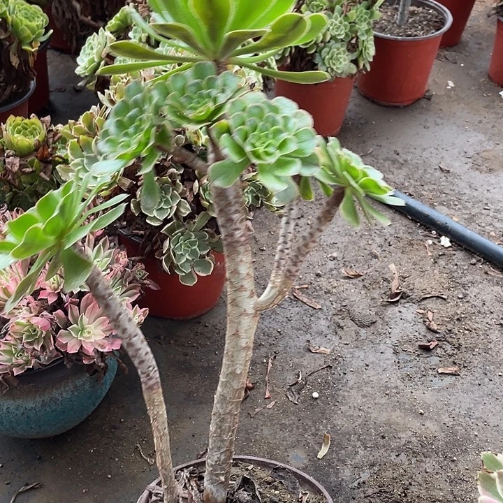 中***侠123绿法师多肉植物法师
