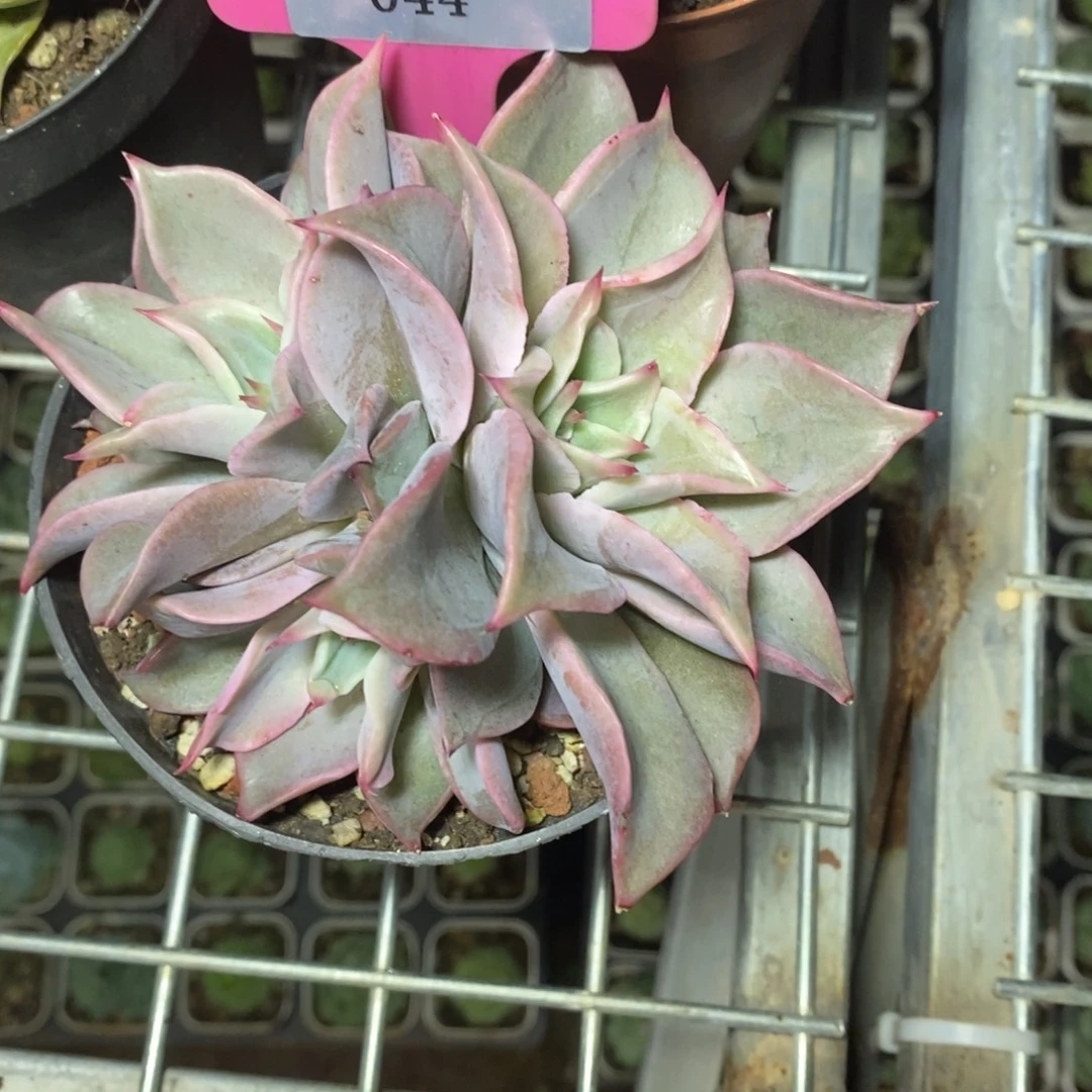 x044-多肉植物 饺子皮