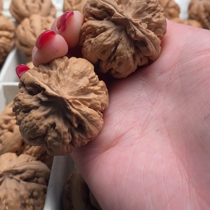 江***人霸王龙全品无修一刀没动