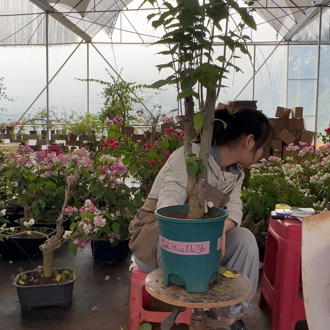 大部分花苞少量开放柠檬黄 15