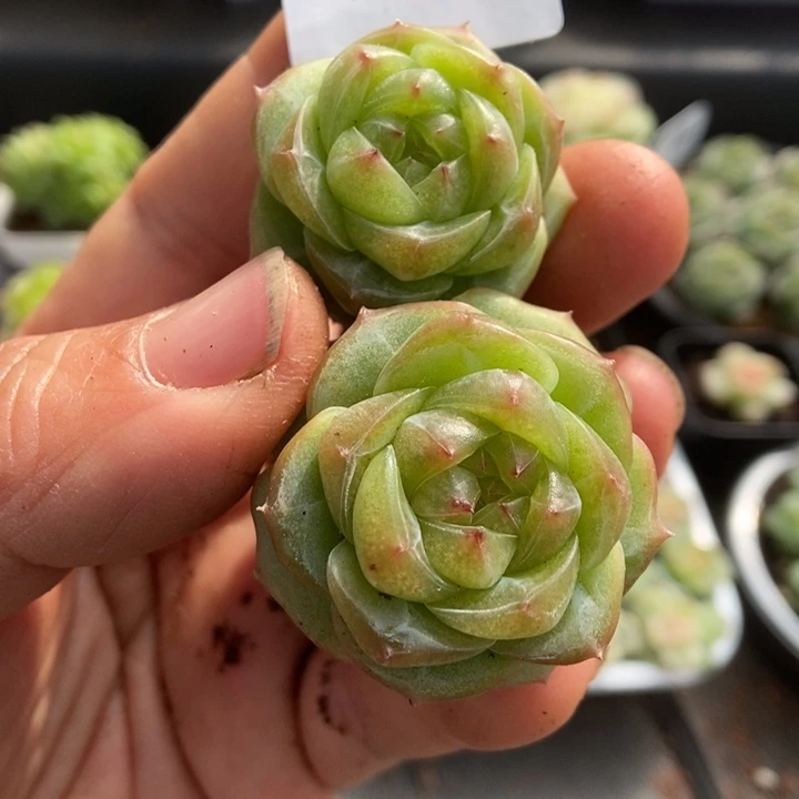 一物一拍一物一拍1113-279