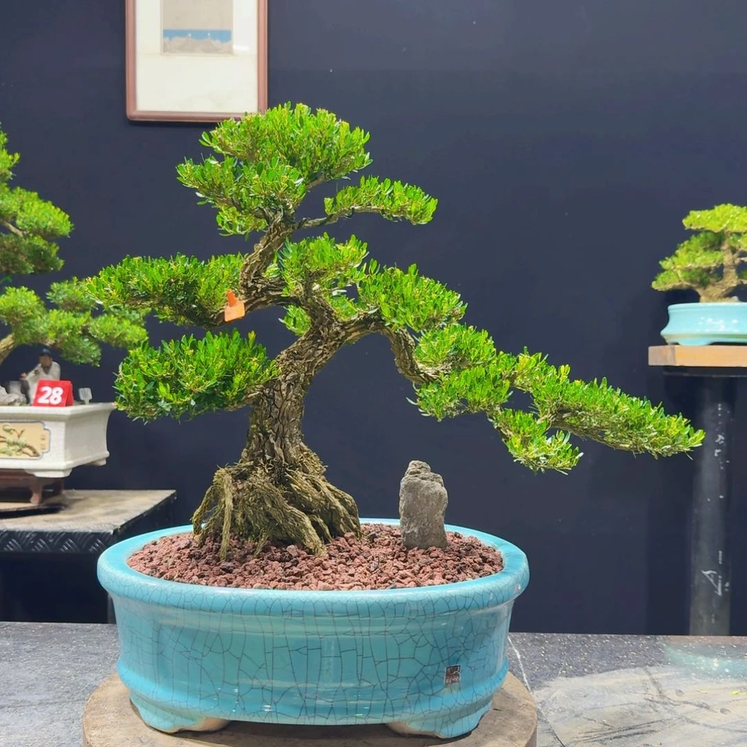 乡***梦无花朵黄杨盆景四季常青