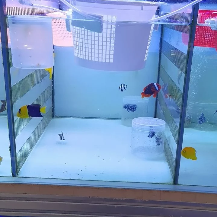 6+蓝嘴黄新娘，6+蓝纹，5+篮圈