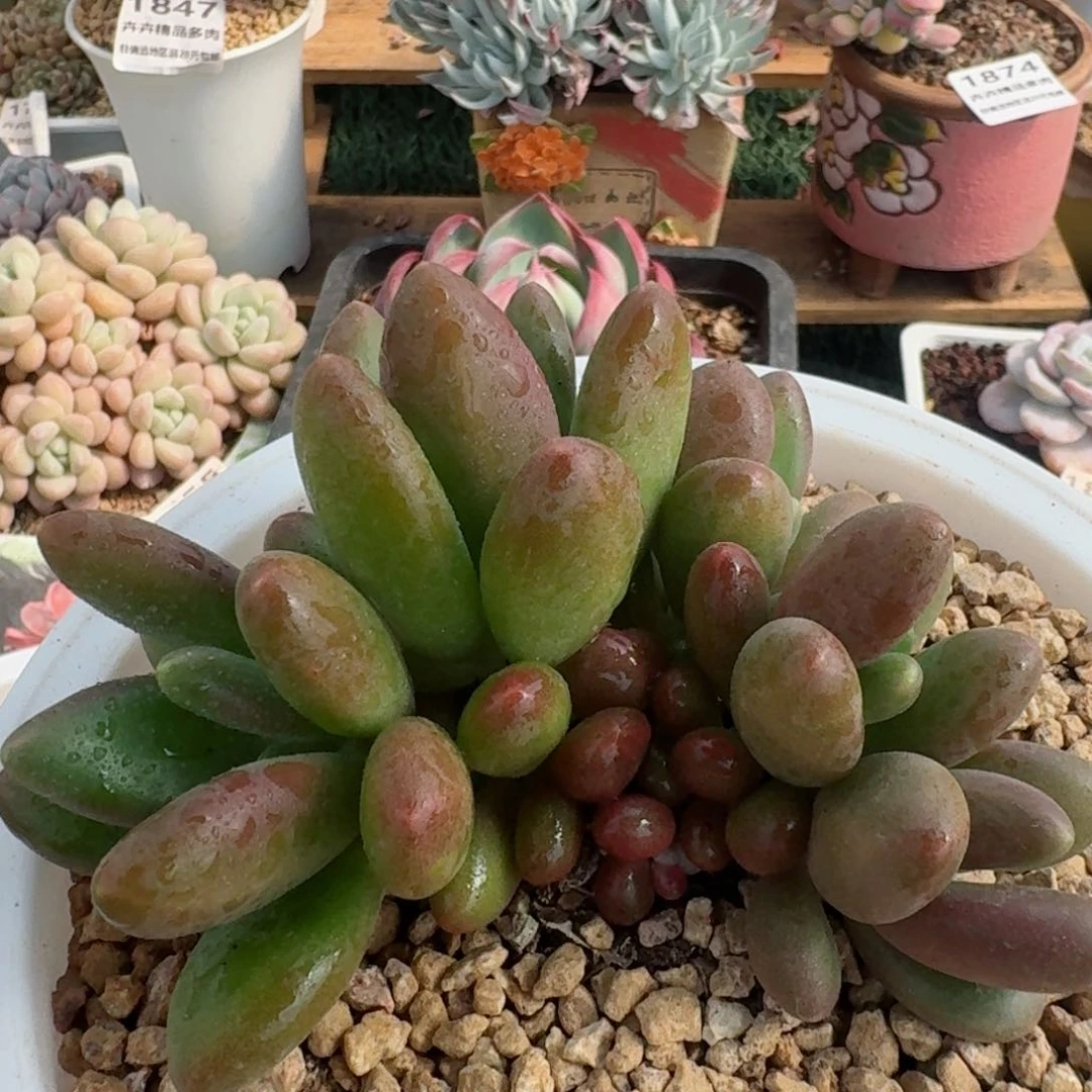 1811一物一拍（满28包邮）