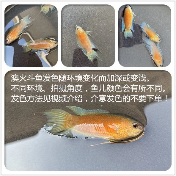 蓝叉澳火普叉中国斗鱼冷水观赏鱼鲜活耐养不用打氧适合新手养殖