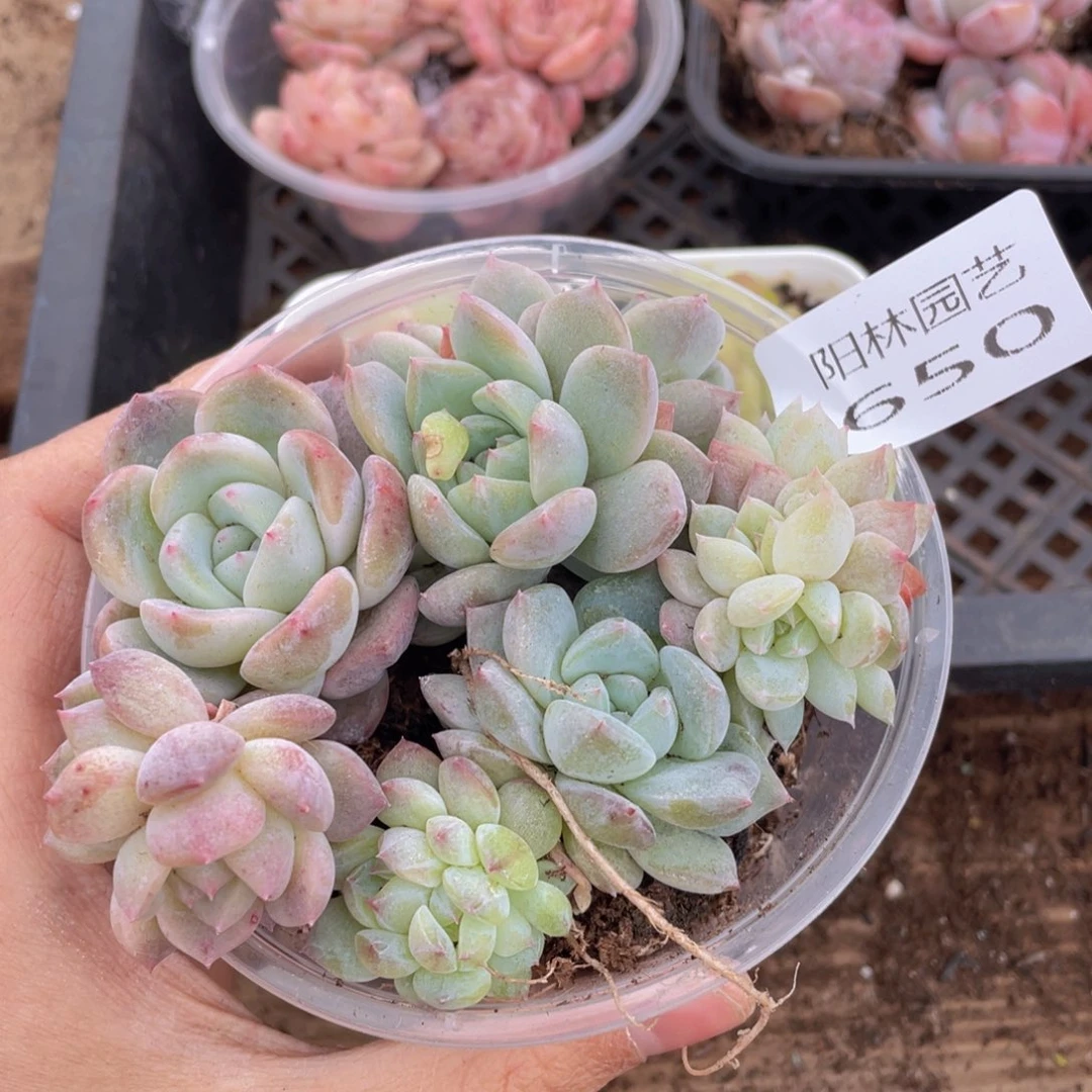 多肉植物多肉植物650