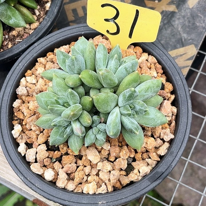重楼31号码牌子的话