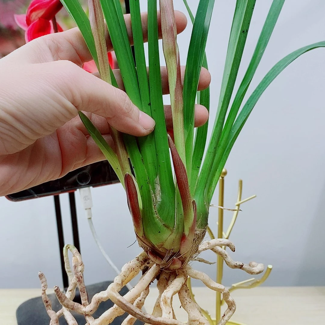 当前无花栽培后可以开花
