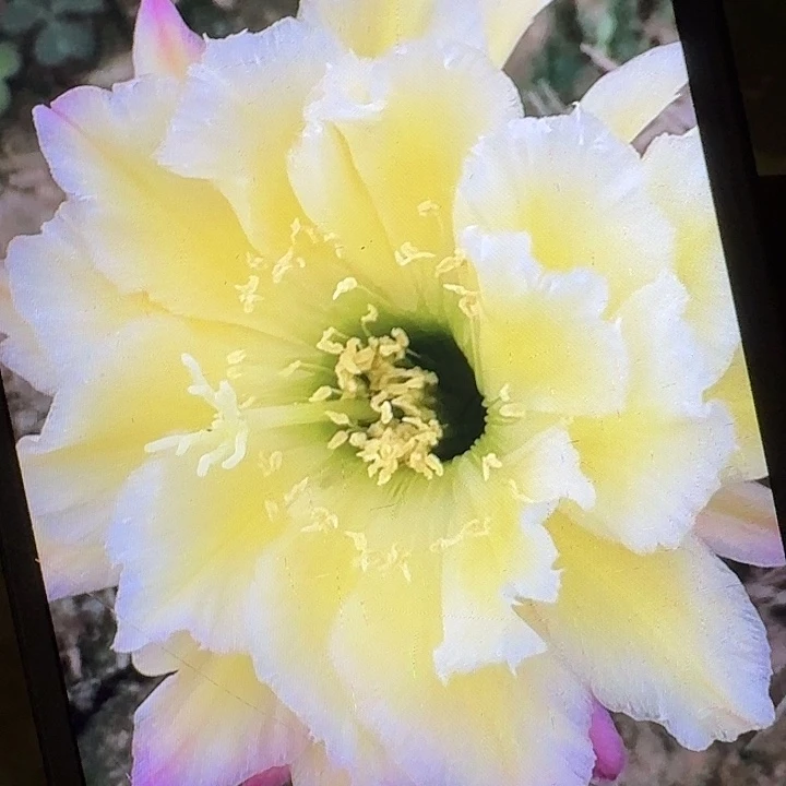 杜兰戈侧芽5公分左右毛花柱（20包邮）