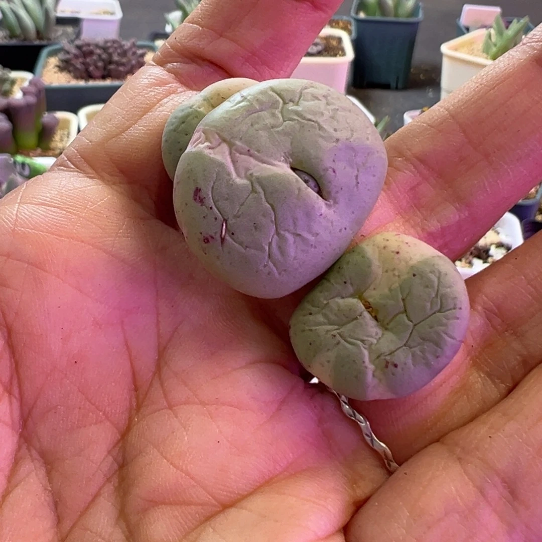 马***龙专拍专拍 肉锥植物