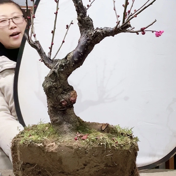 海*高端盆栽梅花