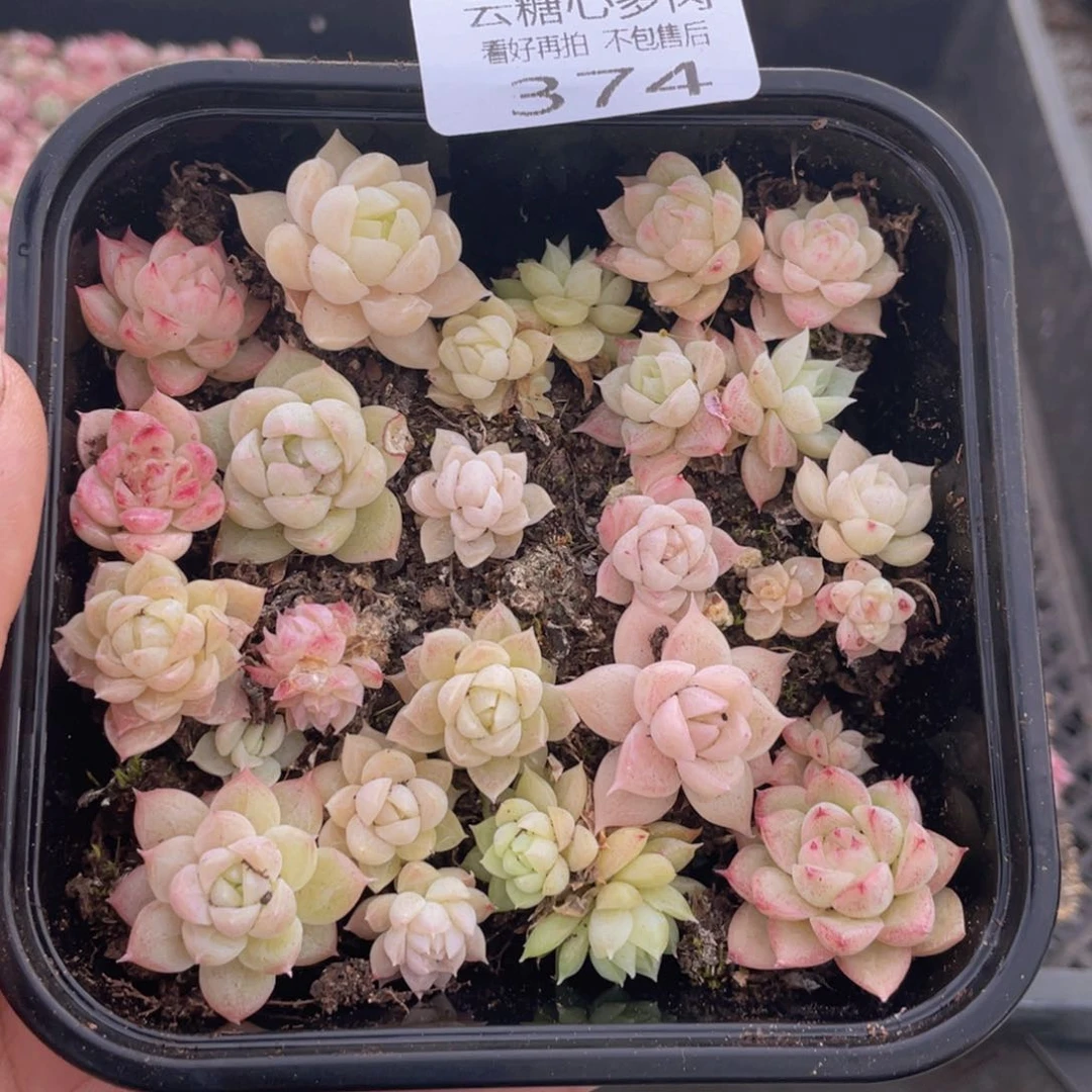 云糖心多肉植物374