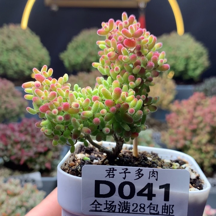 041蜜橘糖球。
