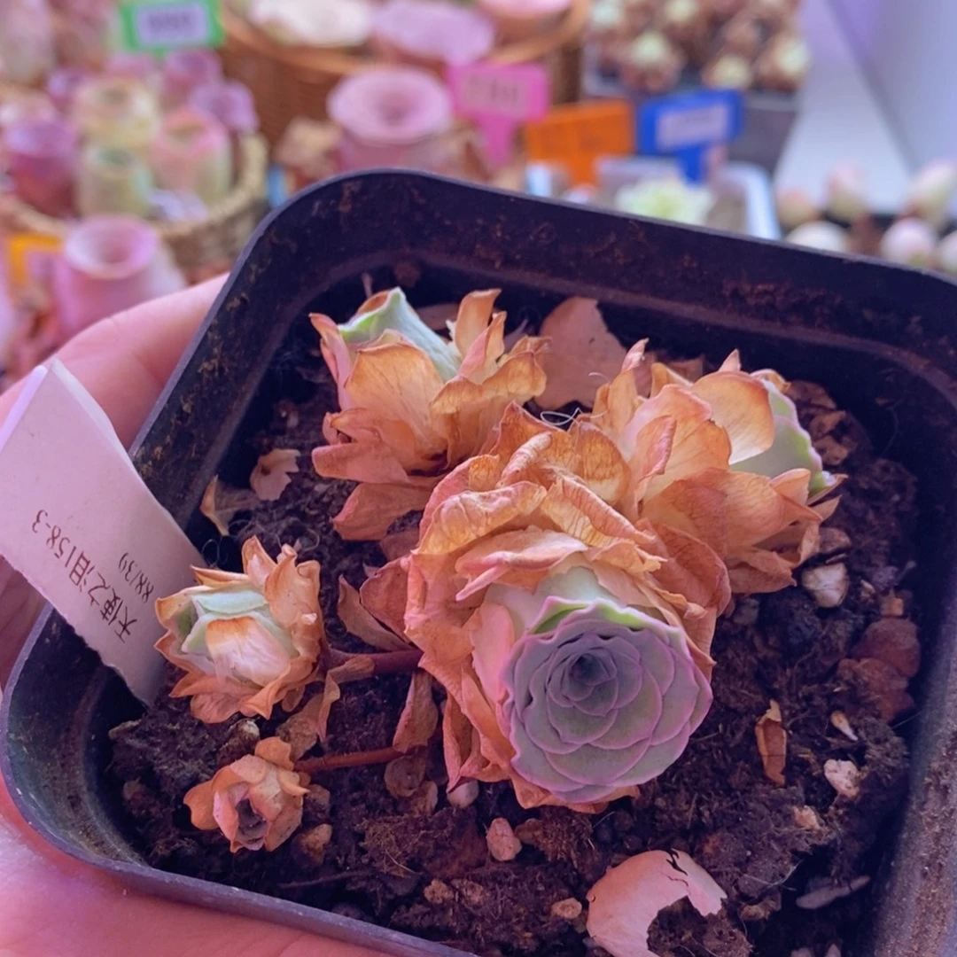 可****100会员福利天使之泪158