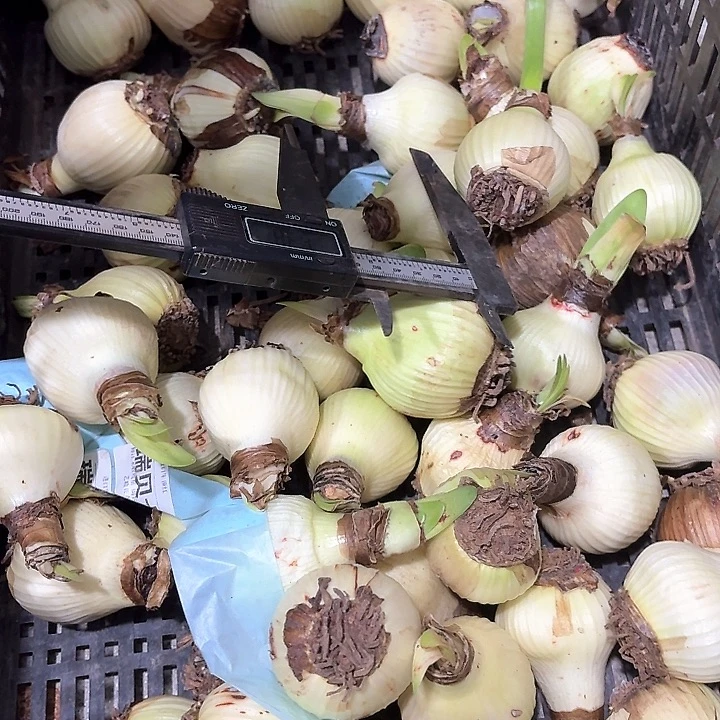 花后球瑞贝卡5公分进口球