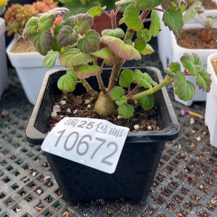 爱氏672，一物一拍带盆