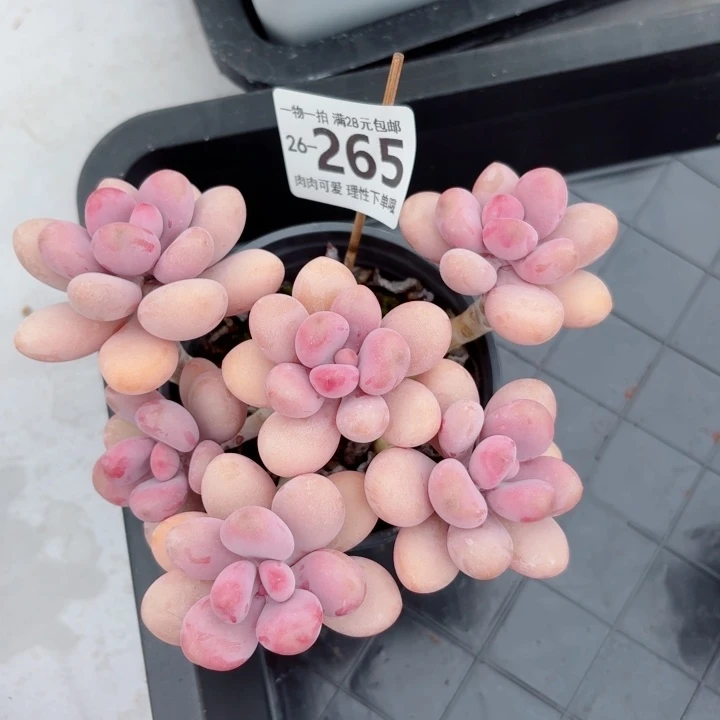 桃蛋无盆土发货多肉无盆土