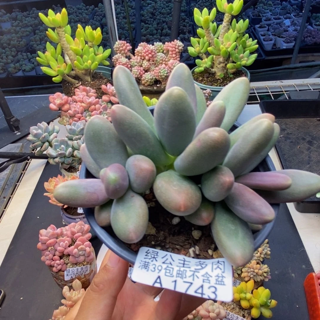 743糖果美人多肉8c m