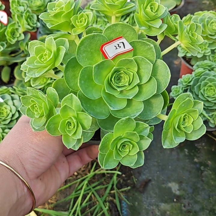 山地玫瑰多肉 237