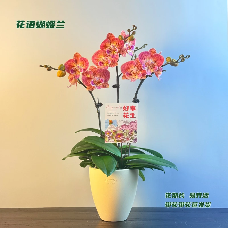 蝴蝶兰【金缕衣】 带花带花苞发货 室内客厅阳台花卉 好养易活