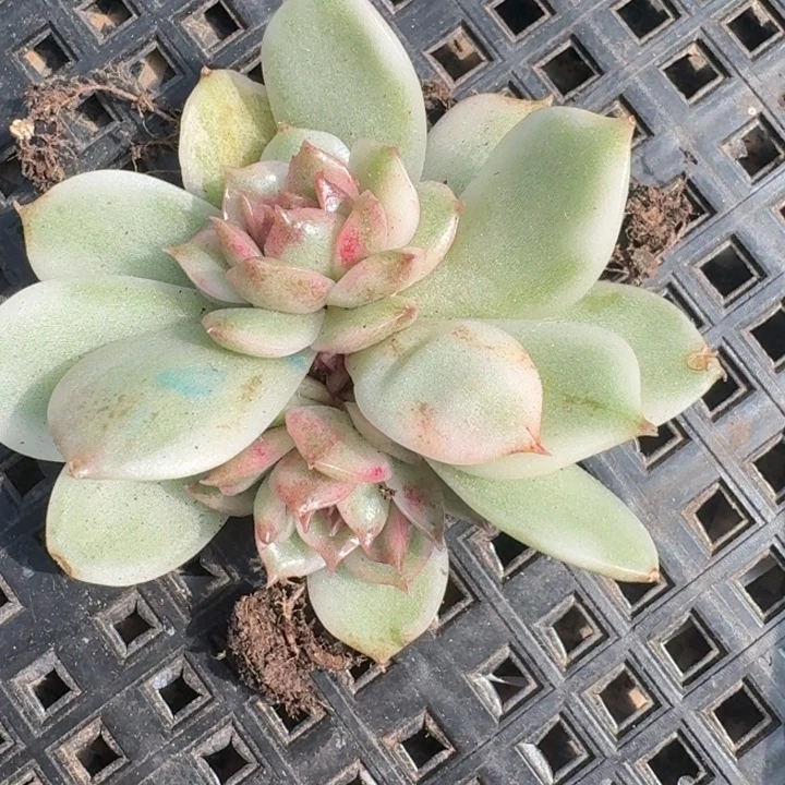 黑水晶锦宽锦底座