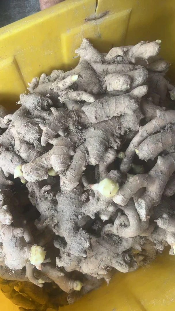 三斤本地生姜 农户自产