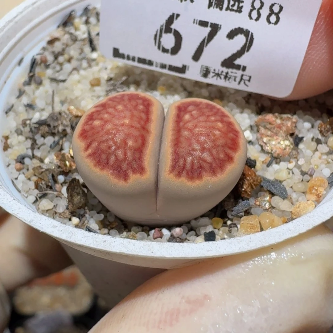 Sssss生石花肉672