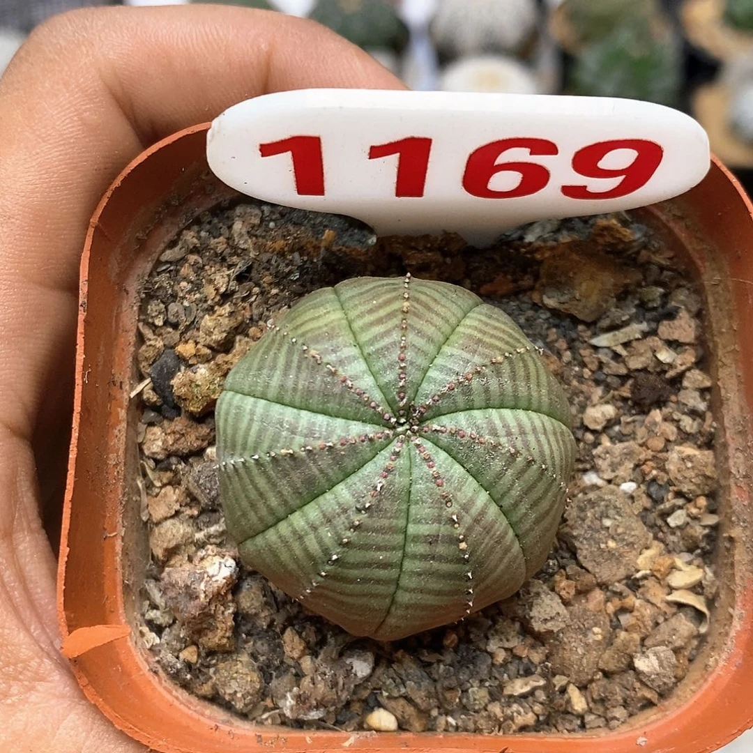 1169布纹球福利特价