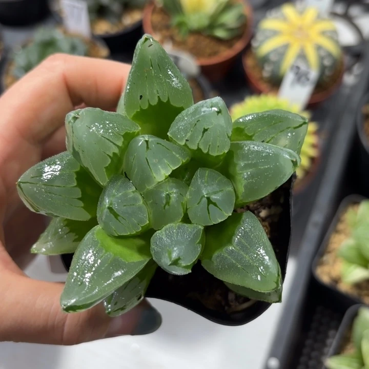冰城寿多肉植物原盘