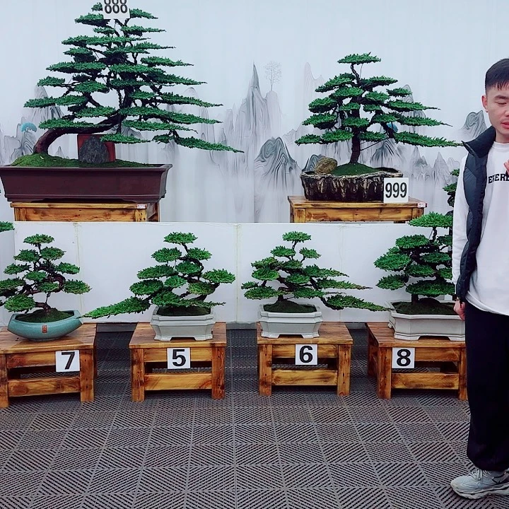 盛***布无花朵松柏盆景，一物一拍